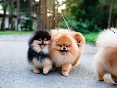 Dog sitter: come scegliere un vero professionista | Clinica La Veterinaria