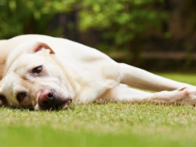 Stress nel cane al rientro dalle ferie | Clinica La Veterinaria