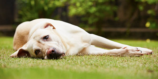 Stress nel cane al rientro dalle ferie | Clinica La Veterinaria