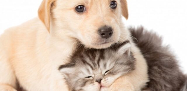 Coccidi e coccidiosi cane e gatto | Clinica La Veterinaria