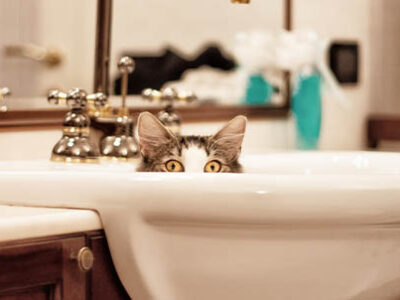 Bagno al gatto: quando e come farlo | Clinica La Veterinaria