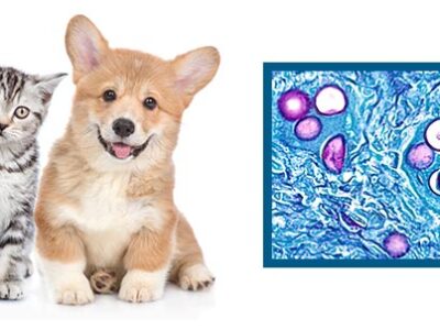 Coccidia and coccidiosis in dogs and cats | La Veterinaria Clinic