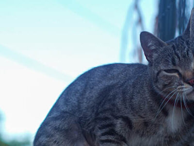 Feromoni gatto e marcatura | Clinica La Veterinaria