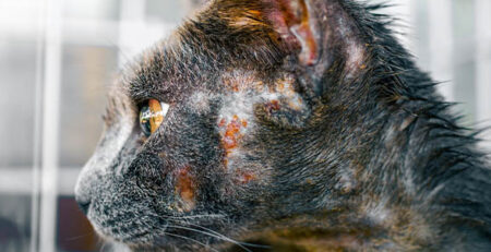 Sarna felina: síntomas, tratamiento y prevención | La Clínica Veterinaria