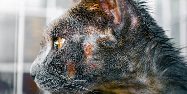 Cat mange: symptoms, treatment and prevention | La Veterinaria Clinic