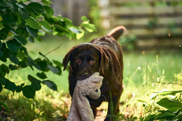 sterilization female dog veterinary clinic