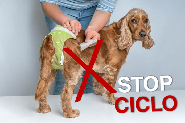 sterilizzazione cane femmina stop ciclo