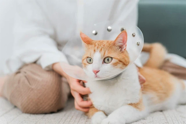 clínica veterinaria de esterilización de gatos