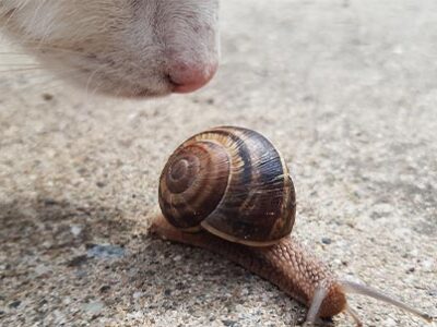 Strongili: i parassiti polmonari del cane e del gatto | Clinica La Veterinaria