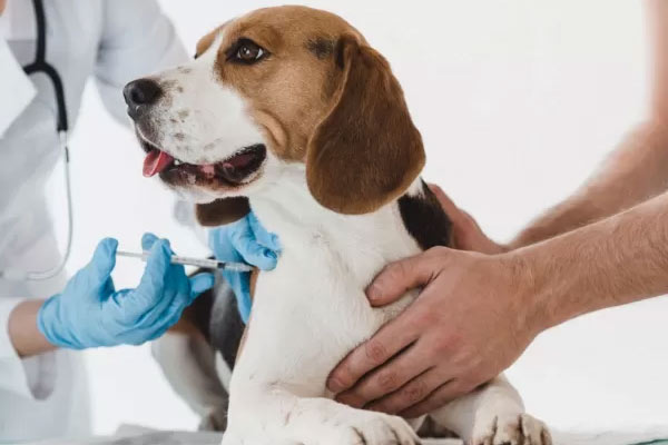 vaccinazioni cane clinica la veterinaria mascalucia catania