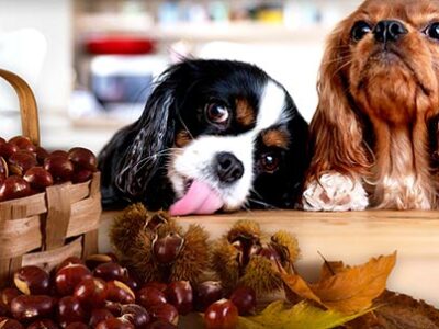 Chestnuts: can the dog eat them? | Veterinary Clinic
