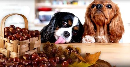 Chestnuts: can the dog eat them? | Veterinary Clinic