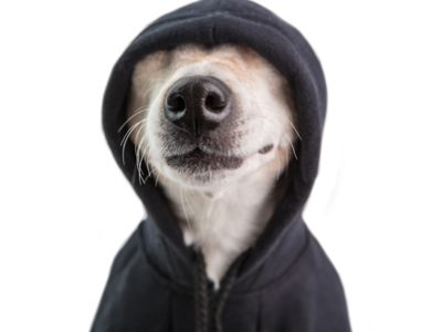Cappotti per cani | Clinica La Veterinaria