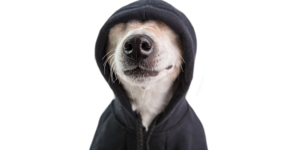 Cappotti per cani | Clinica La Veterinaria