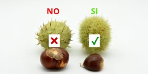 Castagne di ippocastano_castagne matte | Clinica La Veterinaria