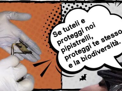 El murciélago nos salvará de los virus | Clínica La Veterinaria