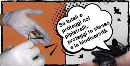 The bat will save us from viruses | La Veterinaria Clinic