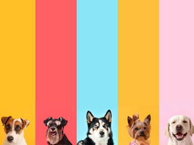 Mastocitoma canino Clínica Veterinaria