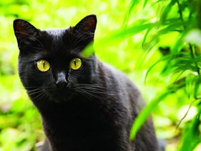 Black cat | The Veterinary Clinic