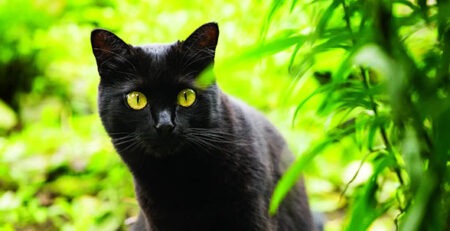 Gato negro | Clínica La Veterinaria
