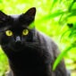 Gato negro | Clínica La Veterinaria