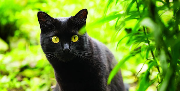 Gato negro | Clínica La Veterinaria