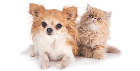 Epilepsia en perros y gatos Clínica Veterinaria