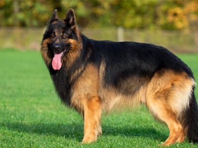 Pastore tedesco German Shepherd Dog Clinica La Veterinaria