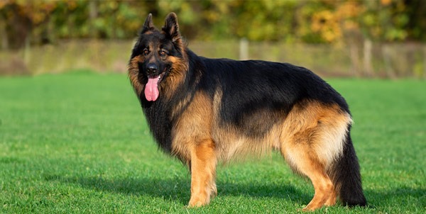 Pastore tedesco German Shepherd Dog Clinica La Veterinaria