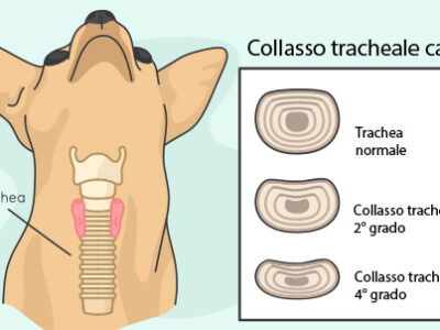 colapso traqueal perro | Clínica La Veterinaria
