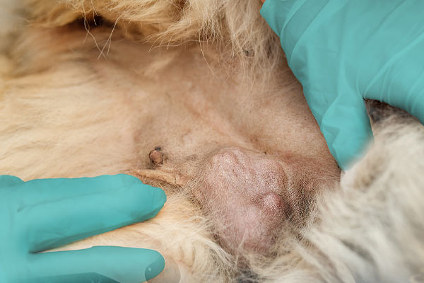 piometra sterilizzazione cane femmina clinica la veterinaria 600x400