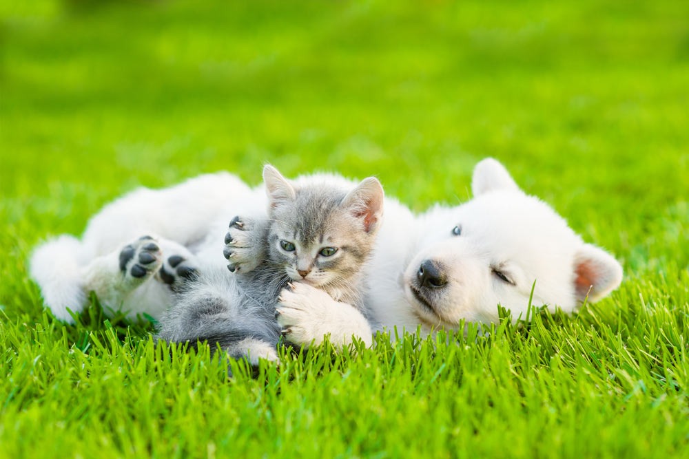 vaccino cane gatto clinica la veterinaria