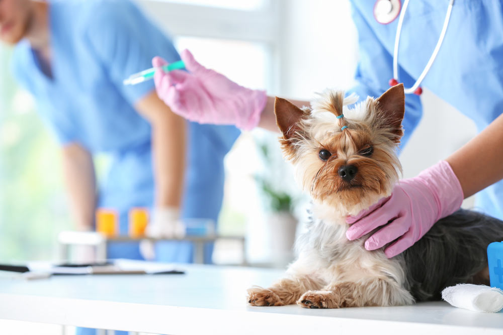 vaccino cane parvovirosi clinica la veterinaria