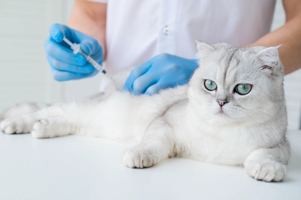 vaccino gatto clinica la veterinaria high