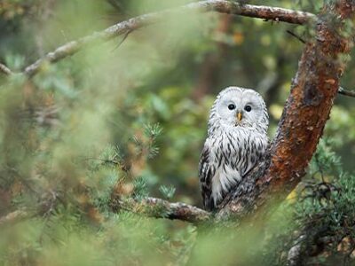 International Forest Day | La Veterinaria Clinic