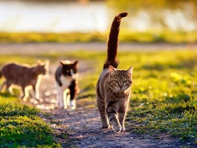 Cat's tail | The Veterinary Clinic
