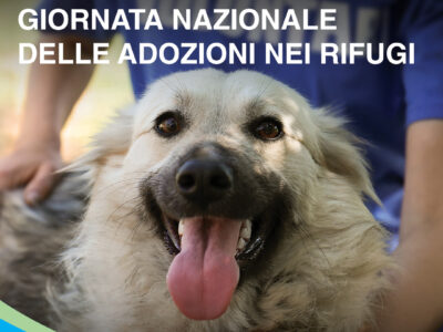 national adoption day at shelters | La Veterinaria Clinic