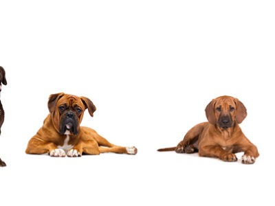 mielopatia degenerativa perro | La Veterinaria Clinic