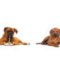 mielopatia degenerativa perro | La Veterinaria Clinic