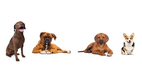 mielopatia degenerativa perro | La Veterinaria Clinic