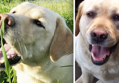 Labrador Retriever | Clínica La Veterinaria
