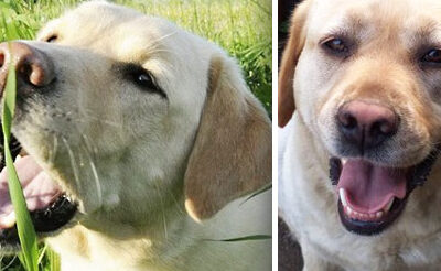 Labrador Retriever | Clinica La Veterinaria