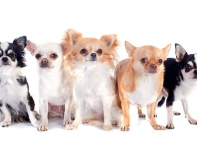Chihuahua | Clinica La Veterinaria