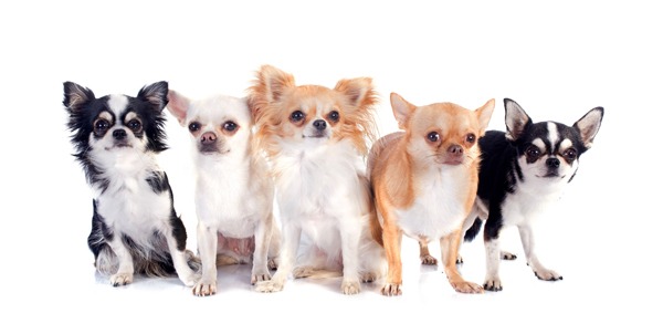Chihuahua | Clinica La Veterinaria