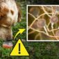 Aspergilosis pulmonar canina | Clínica La Veterinaria