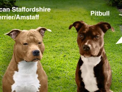 American Staffordshire Terrier (Amstaff) e Pitbull | Clinica La Veterinaria
