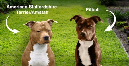 American Staffordshire Terrier (Amstaff) e Pitbull | Clinica La Veterinaria