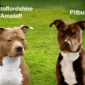 American Staffordshire Terrier (Amstaff) e Pitbull | Clinica La Veterinaria