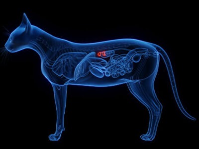 Sindrome di Conn gatto | Clinica La Veterinaria