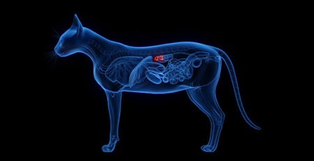 Sindrome di Conn gatto | Clinica La Veterinaria